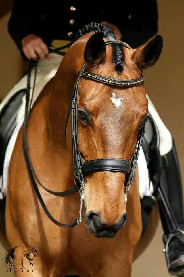 Concours intime dressage 15 novembre et 31 janvier.